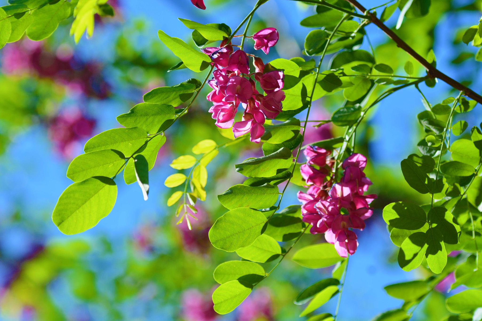 粉花刺槐开得如此美原创摄影