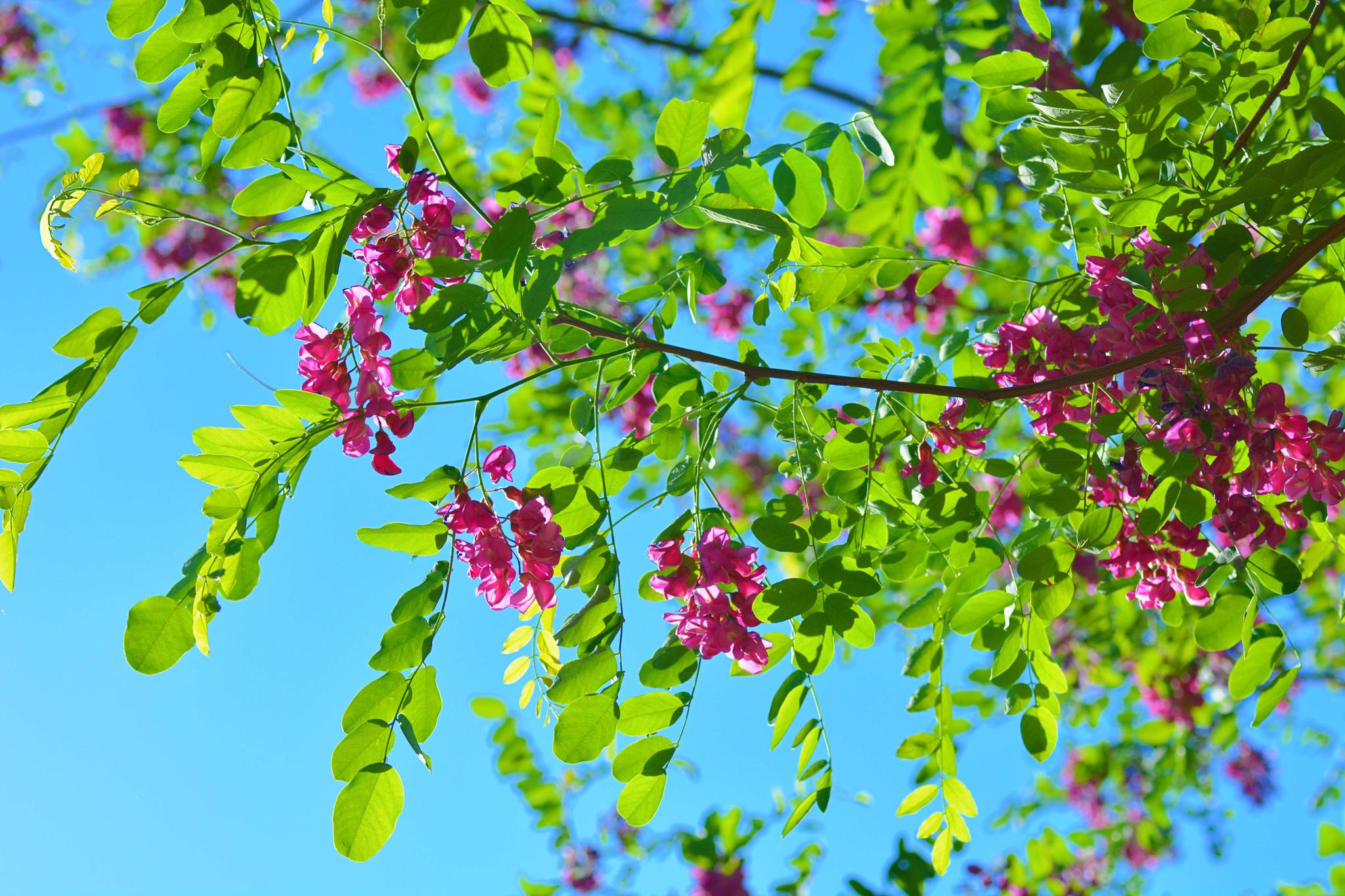 粉花刺槐开得如此美原创摄影