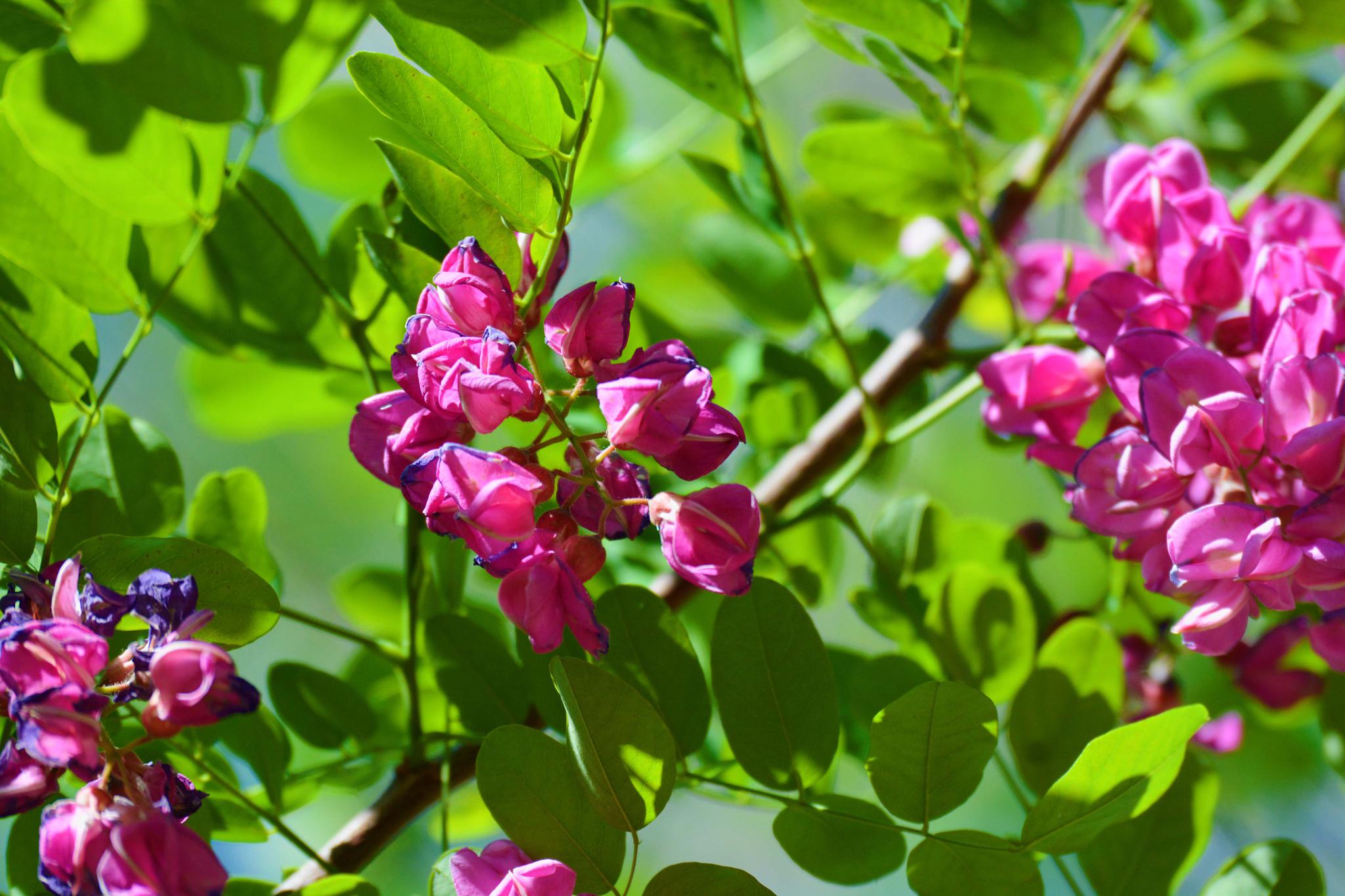 粉花刺槐开得如此美原创摄影
