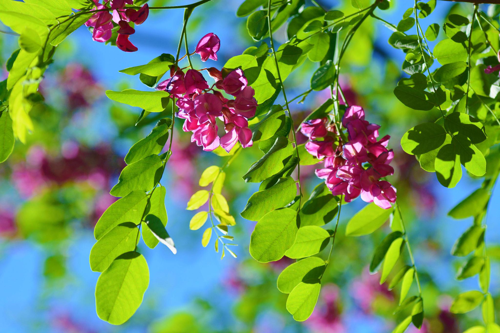 粉花刺槐开得如此美原创摄影