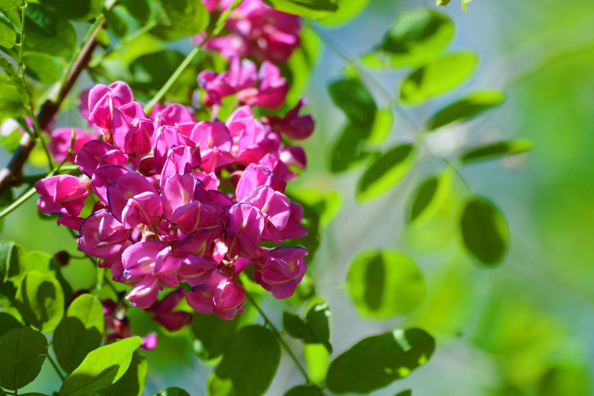 粉花刺槐开得如此美原创摄影