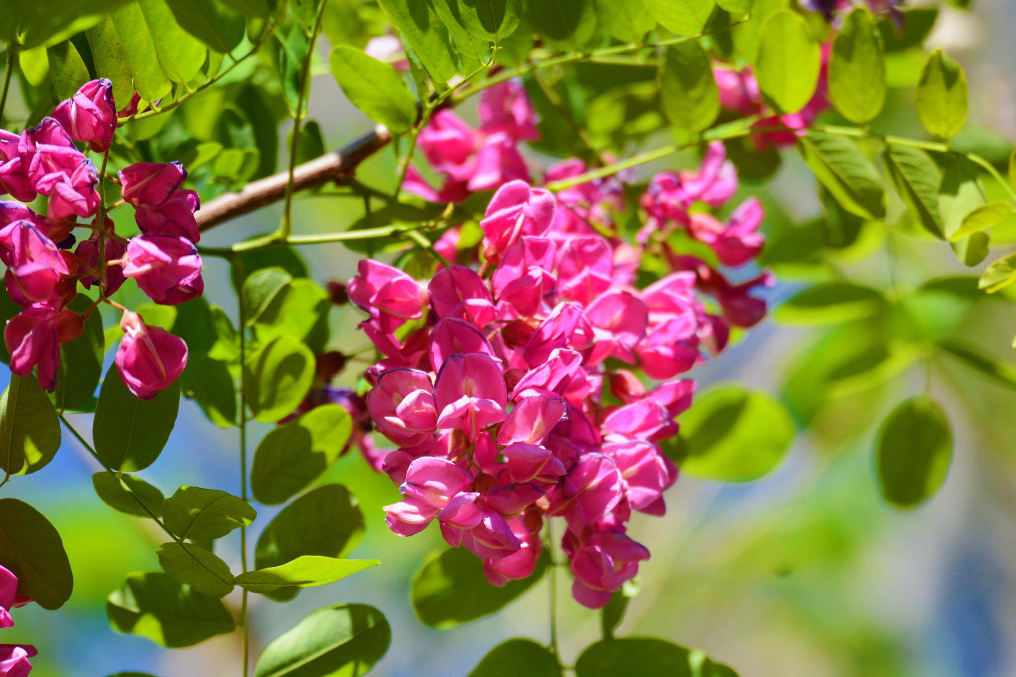 粉花刺槐开得如此美原创摄影