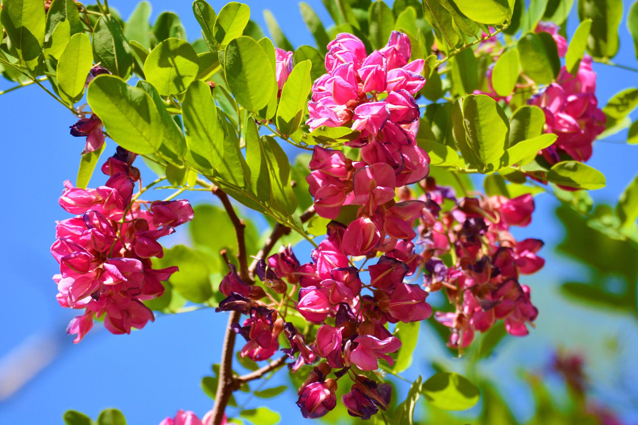 粉花刺槐开得如此美原创摄影