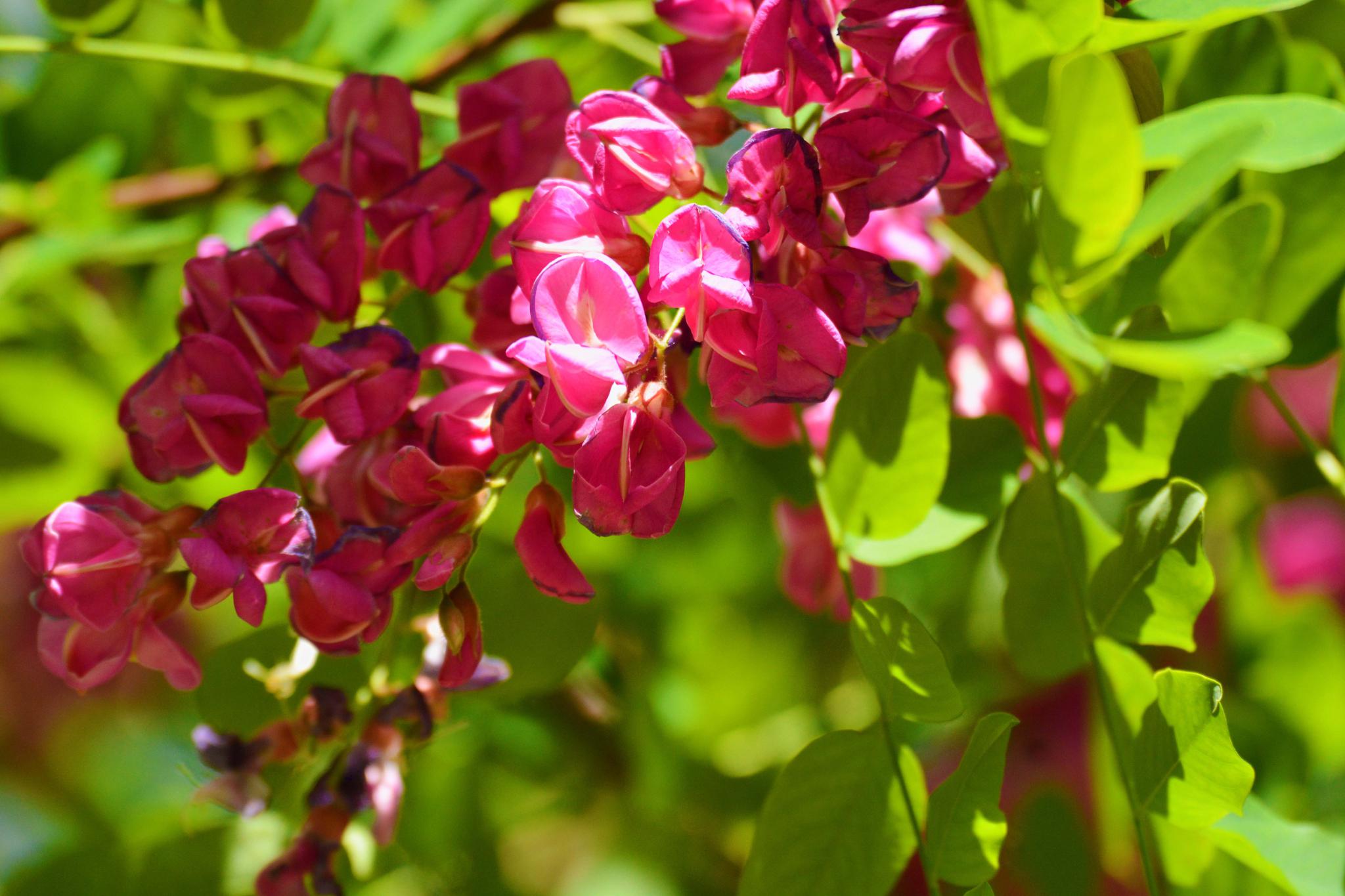 粉花刺槐开得如此美原创摄影