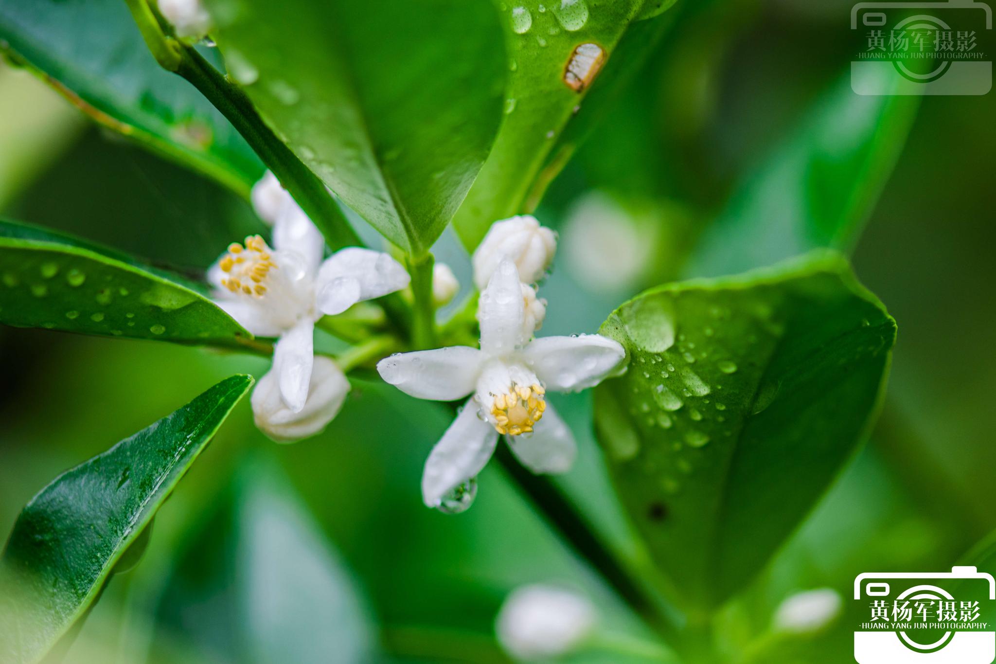 夏雨阵阵湿润了万物金桔花在雨中美丽绽放 夏雨阵阵湿润了万物金桔花在雨中美丽绽放