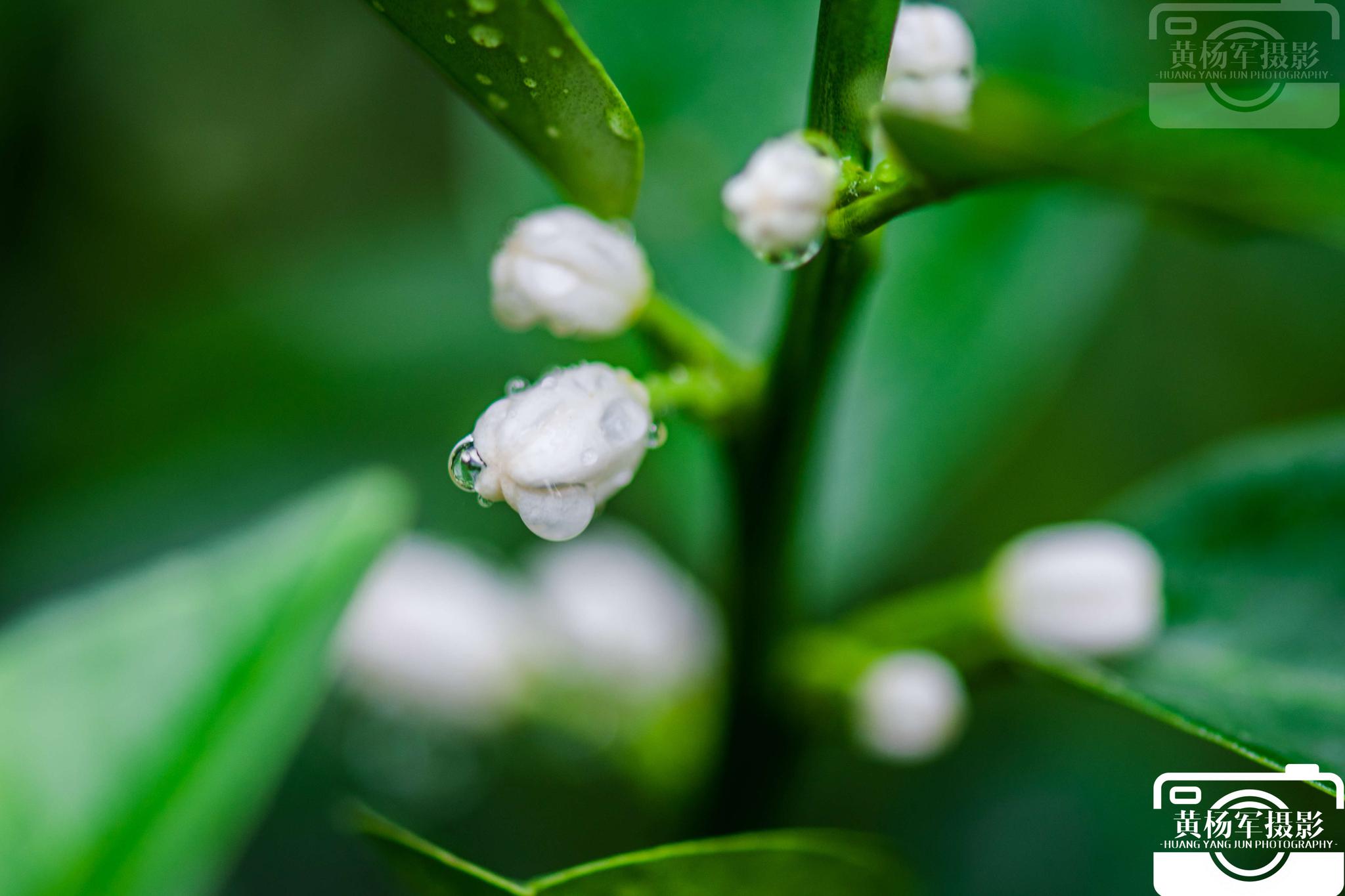 夏雨阵阵湿润了万物金桔花在雨中美丽绽放 夏雨阵阵湿润了万物金桔花在雨中美丽绽放