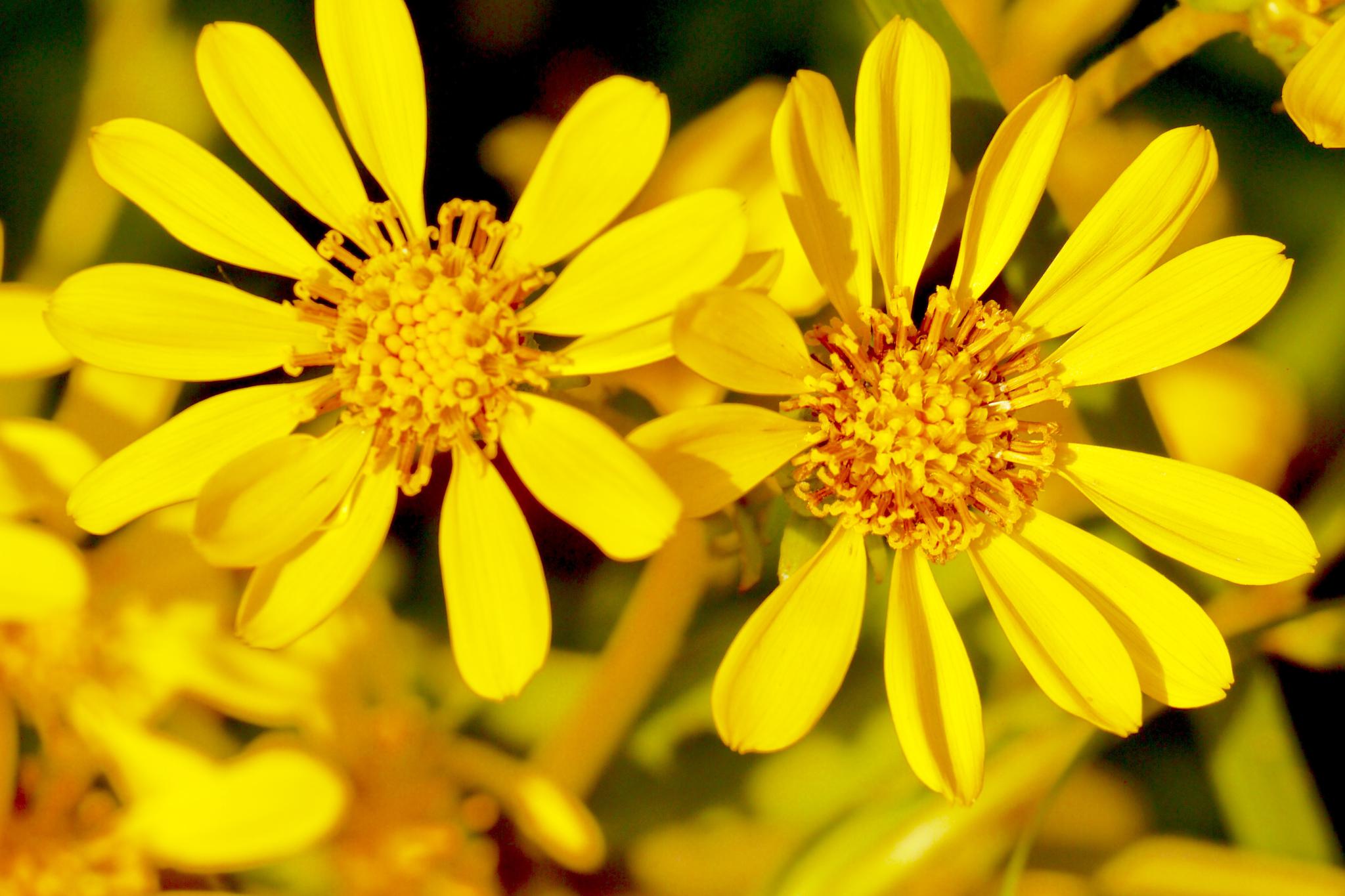 大吴风草 花(别名:独角莲,大马蹄香)