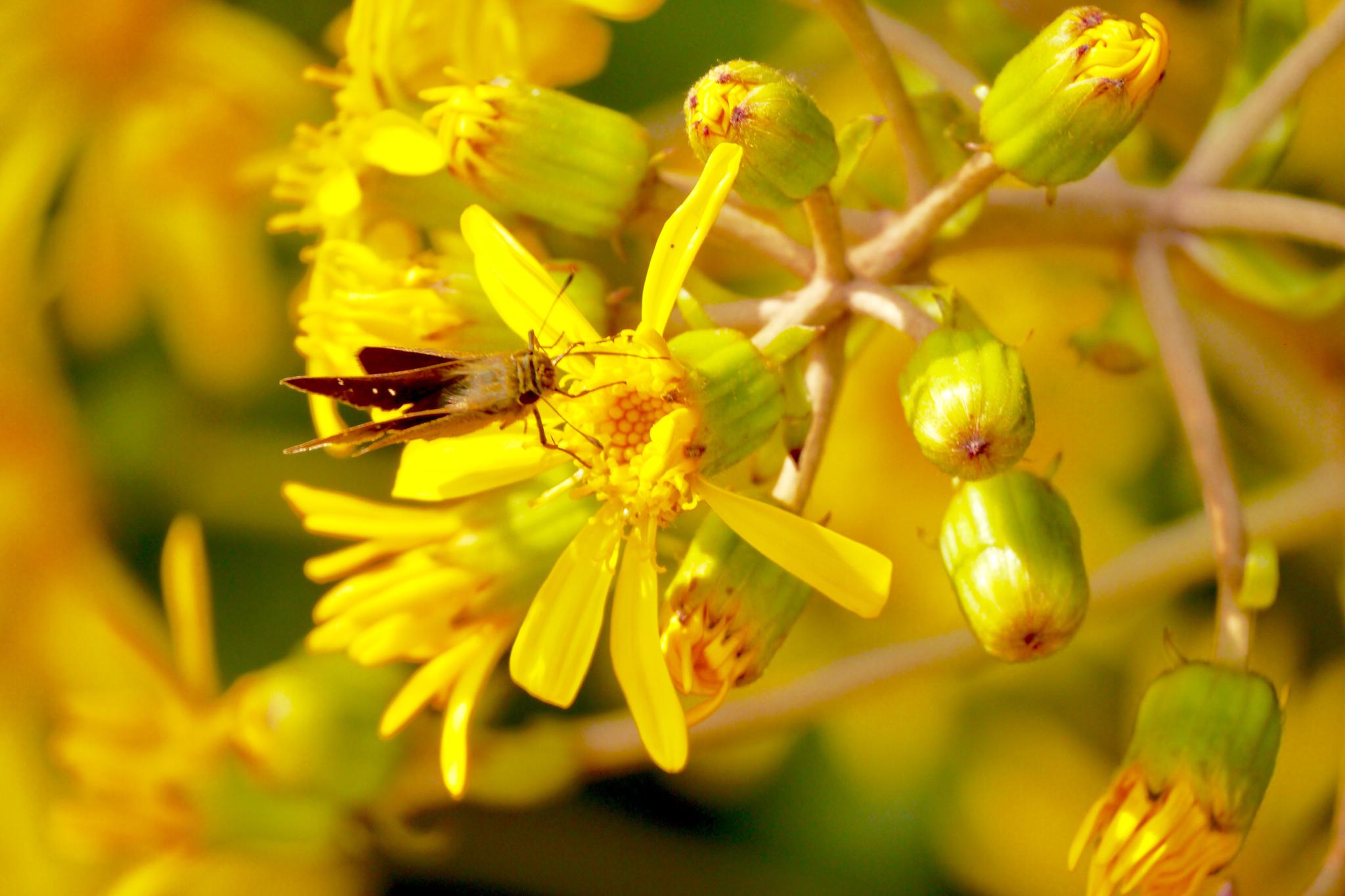 大吴风草 花(别名:独角莲,大马蹄香)