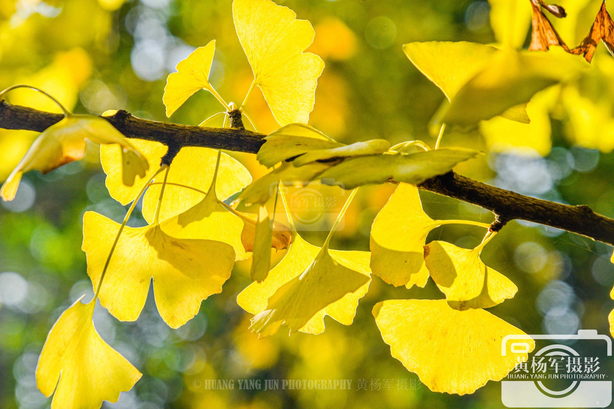 银杏叶的黄,阳光下迷人的美_高清图集_新浪网