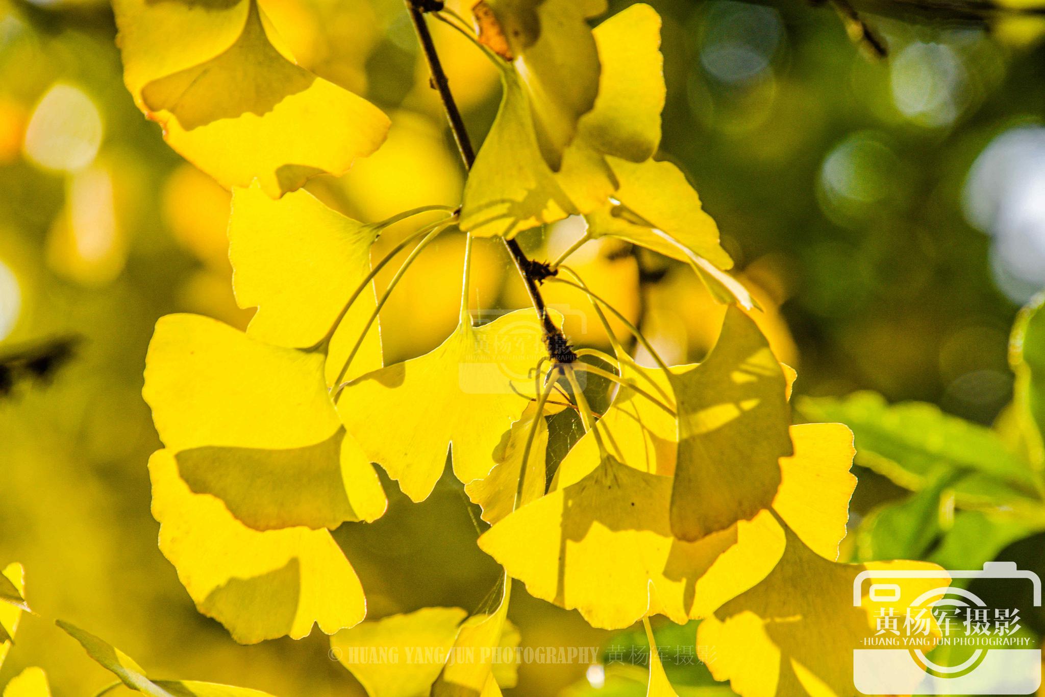 银杏叶的黄 阳光下迷人的美 高清图集 新浪网 银杏叶的黄 阳光下迷人的美 高清图集 新浪网