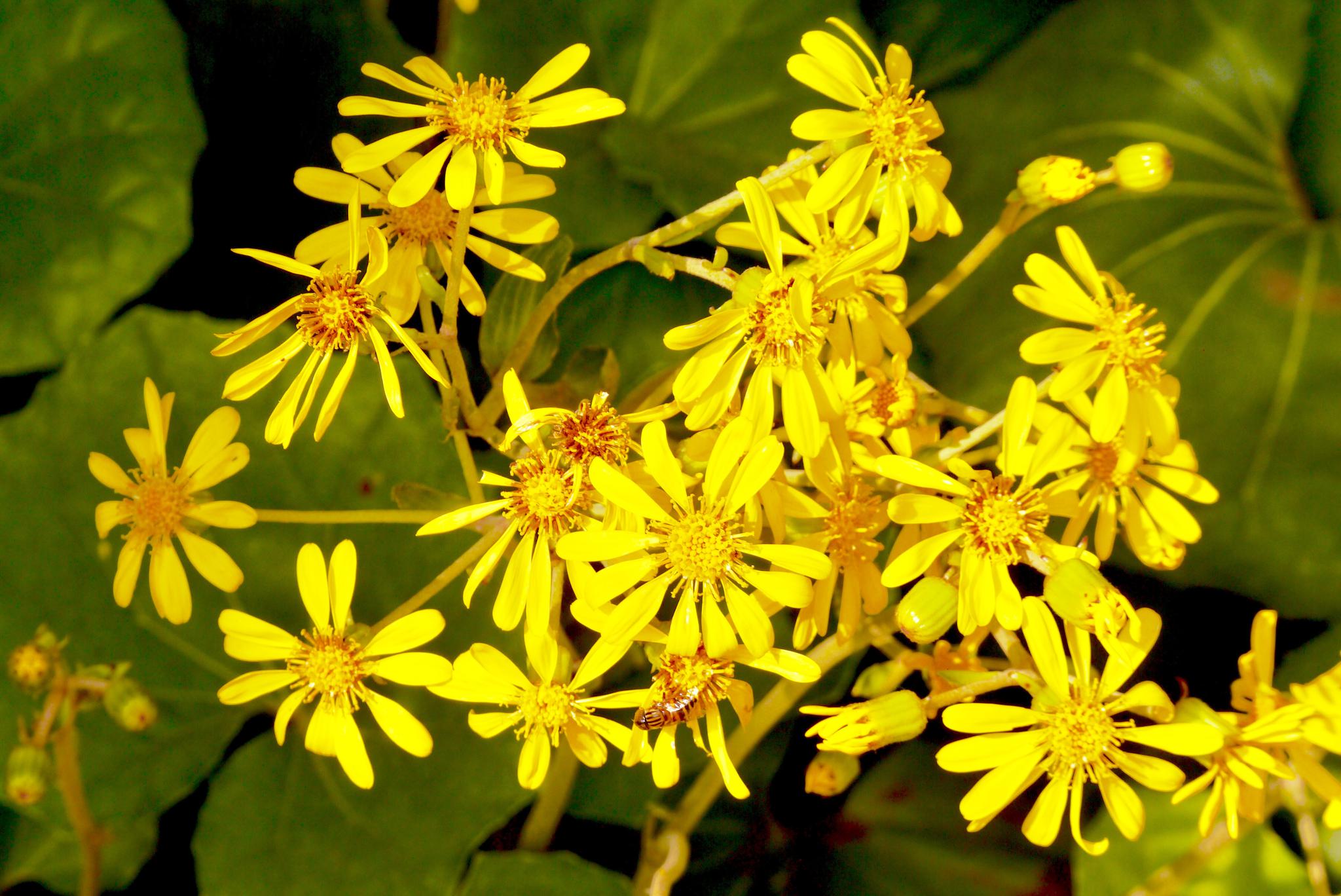 大吴风草 花(别名:独角莲,大马蹄香)