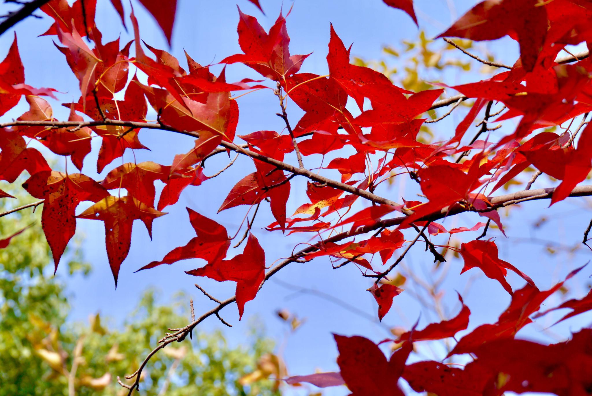 又到枫香红叶时