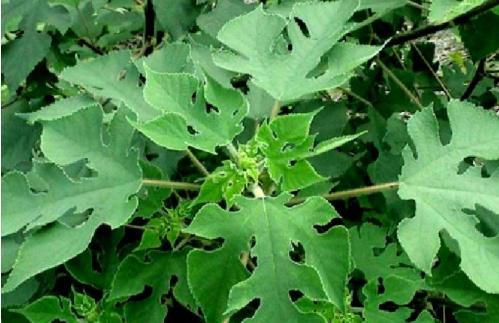 遍布全国,春天会结出野菜,鲜香味美比肉好吃|野菜|构树|棒槌_新浪新闻