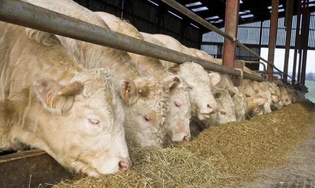 冬天是让牛羊吃饲料好还是吃干草好为什么?专家给你讲解养殖技术