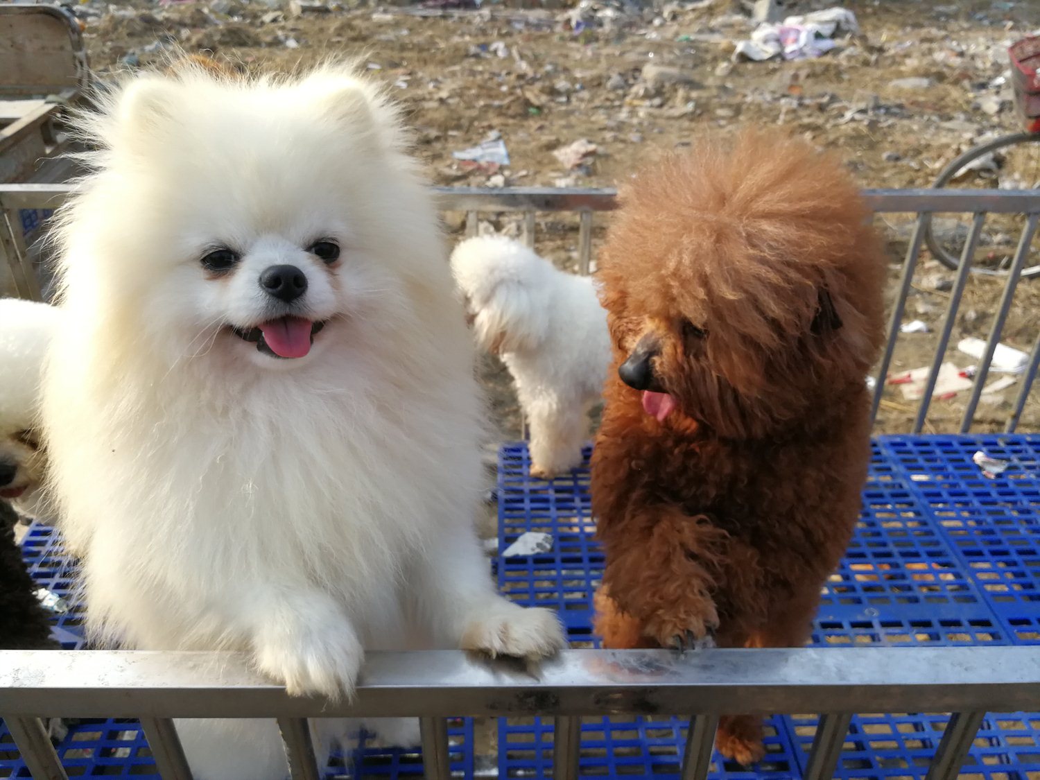 小城狗市 红狮犬800元 小黄狗感觉被主人卖掉 一脸惊恐 小城狗市 红狮犬800元 小黄狗感觉被主人卖掉 一脸惊恐
