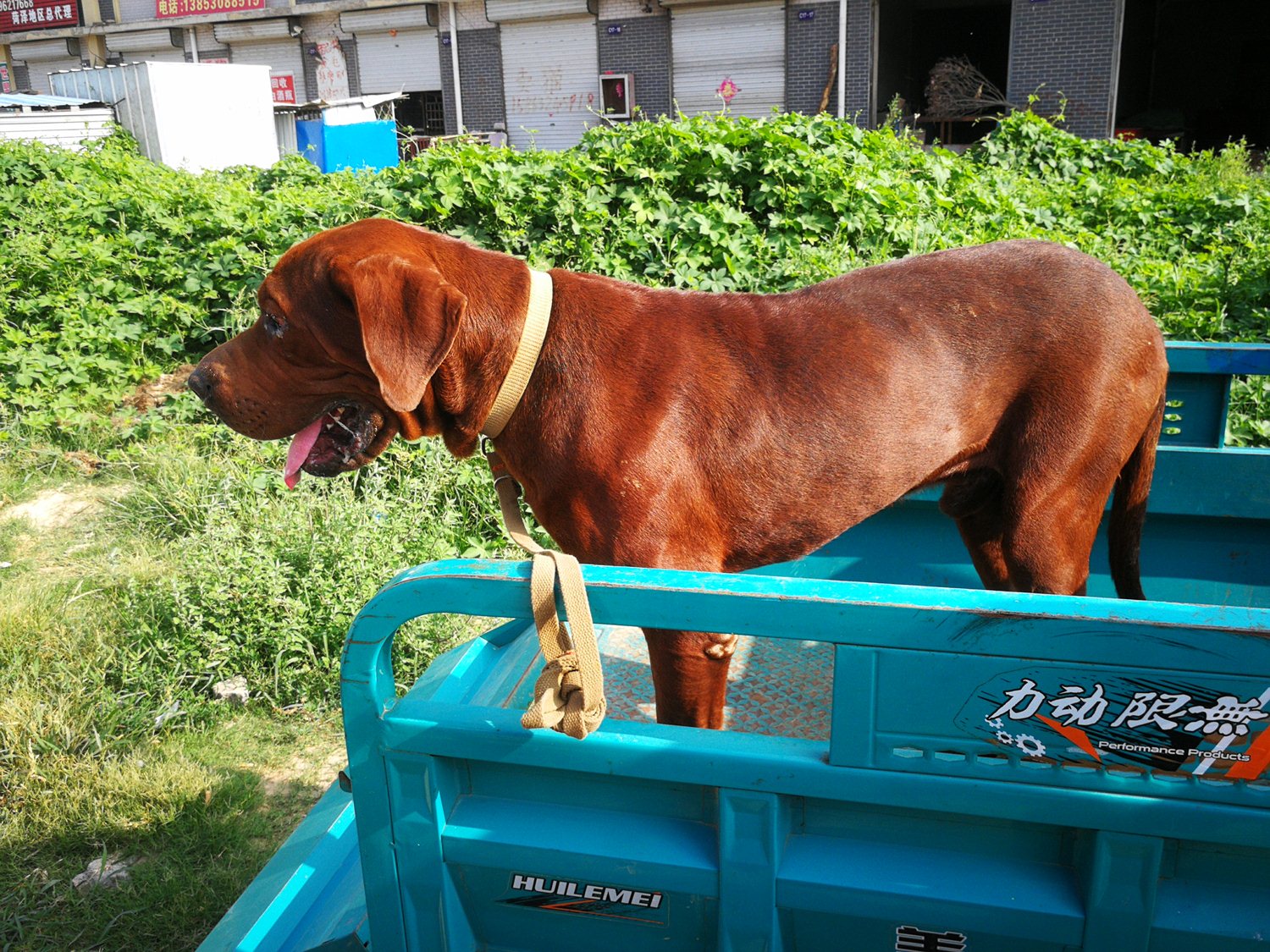 东北虎宠物犬被卖做肉狗 狗狗发现自己被卖 不知所措 东北虎宠物犬被卖做肉狗 狗狗发现自己被卖 不知所措