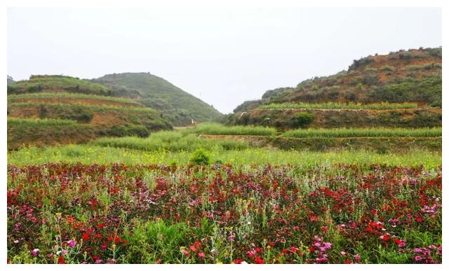揭阳这些地方都成了花海|揭阳|花海|揭西_新浪新闻