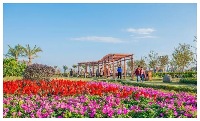 揭阳这些地方都成了花海|揭阳|花海|揭西_新浪新闻