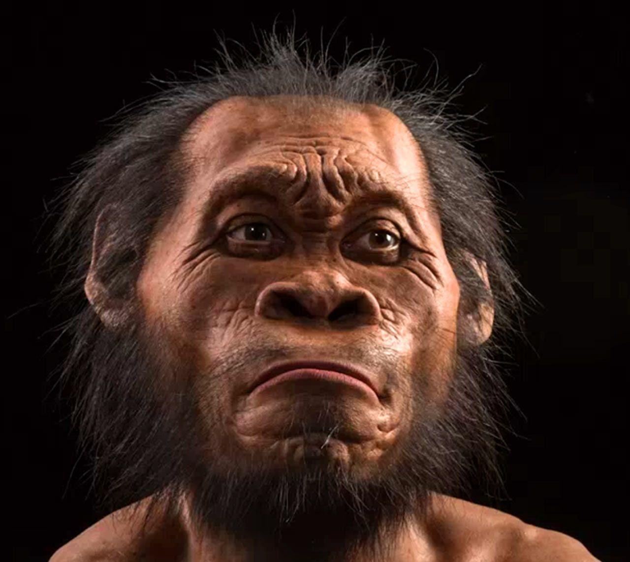 类人猿|三叶虫|化石_新浪新闻