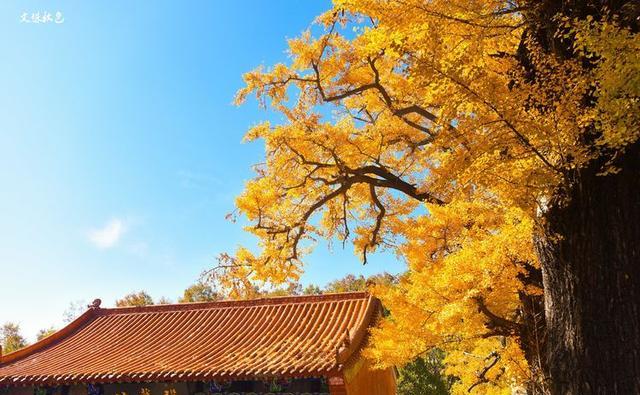 文殊寺几棵2900年银杏树,初冬时节金光灿烂,惊艳了河南
