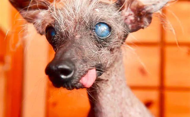 这只冠毛犬是世界第三丑狗狗,主人却每天离不开它,更当它是恩人