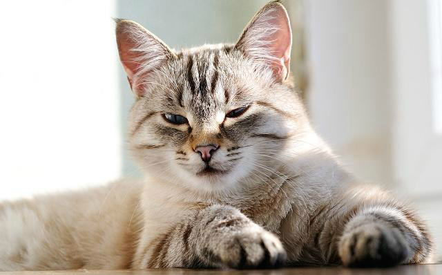 看着一波眯着眼的萌猫,我的失眠症都要治愈了