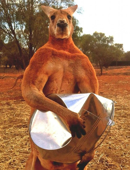 世界上最强壮健硕的动物,连猪都浑身肌肉,一个比一个猛