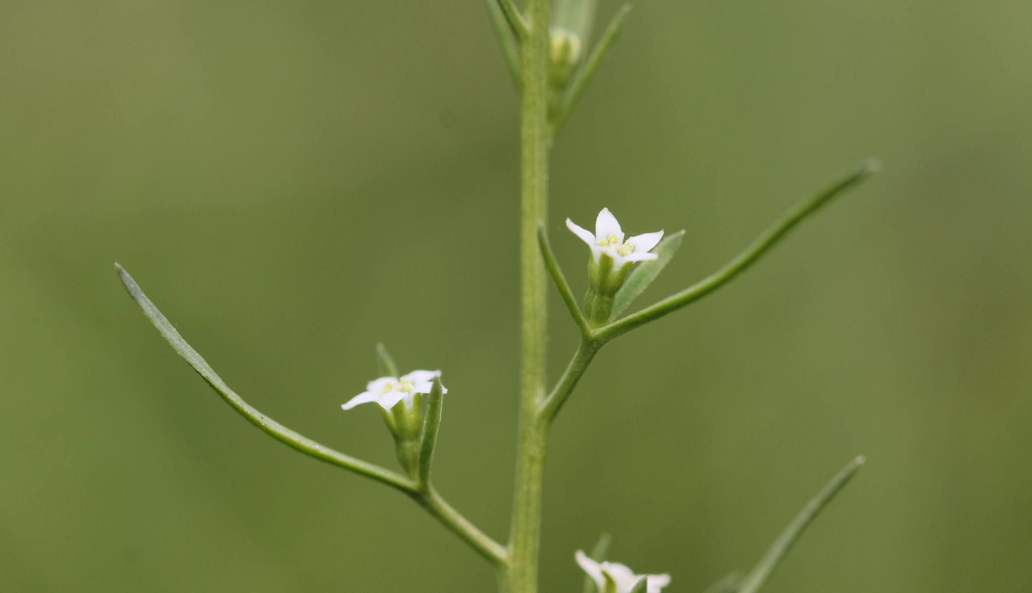 百蕊草的种植技术,百蕊草又有什么作用呢?