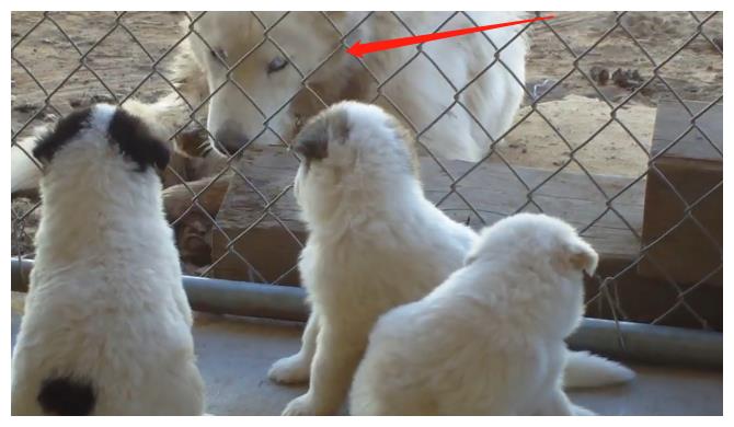 白色哈士奇跟纽芬兰犬"喜结连理",生下的娃却比爹妈还好看