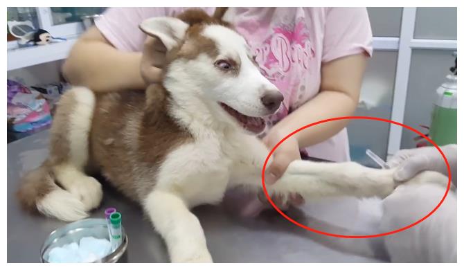 妹子带二哈去抽血,当它看到大针管后,表情变化太魔性了