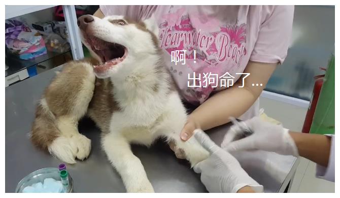 妹子带二哈去抽血,当它看到大针管后,表情变化太魔性了