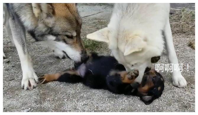就被二哈欺负,结果一年后,它跟狼犬都悲剧了|狼犬|烈性犬|狗狗_新浪网