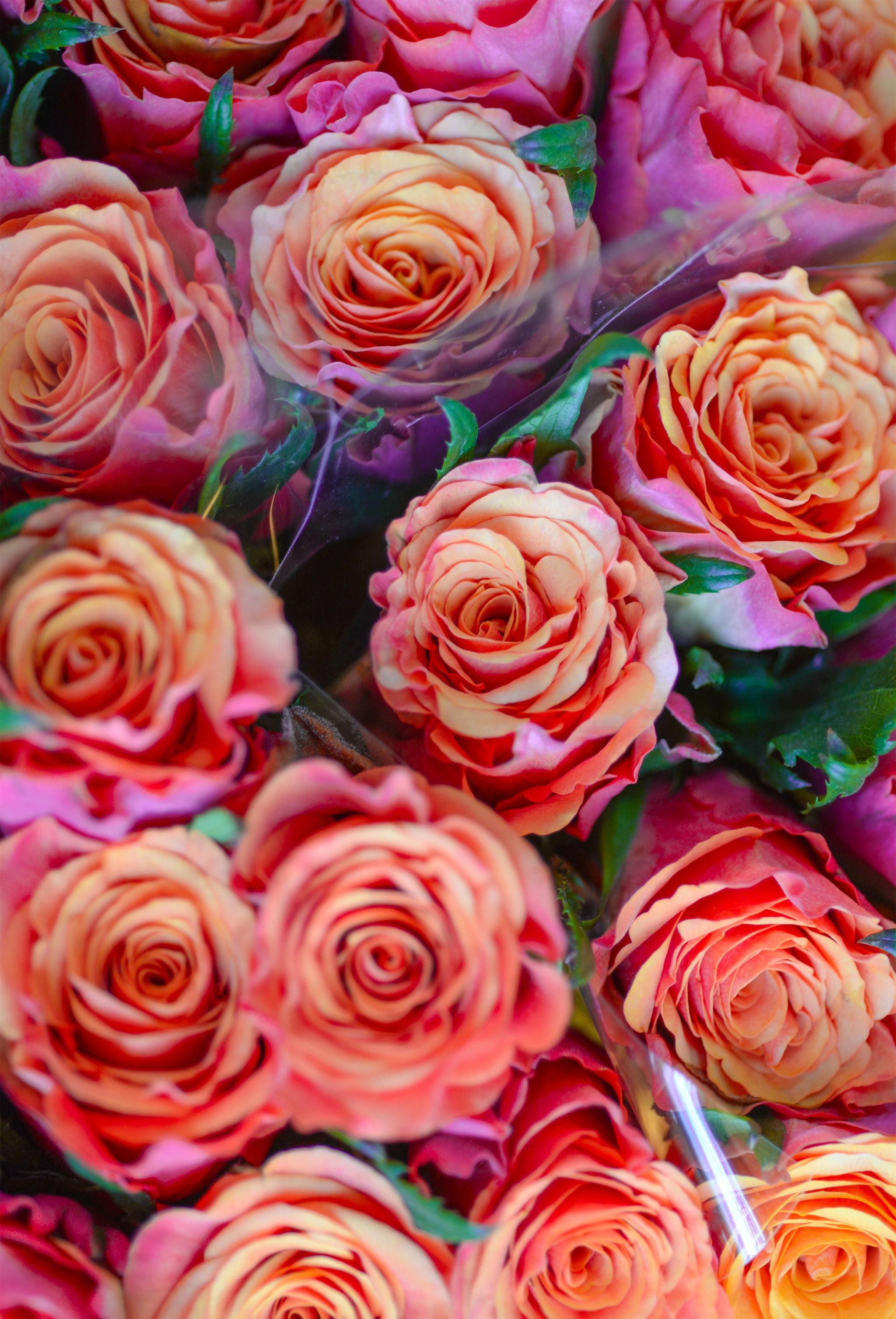 适合给女友推荐的玫瑰花素材手机壁纸,快看看有没有女友喜欢的|玫瑰花