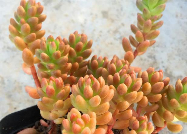 多肉赤豆白石如何养教你3个妙招,叶片饱满有光泽,小巧又清新