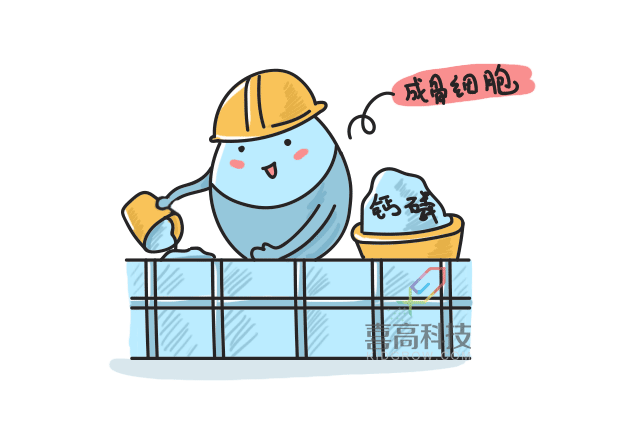 直击"骨骼大楼"施工现场,带你了解儿童身高增长的奥秘|骨骼|骨细胞