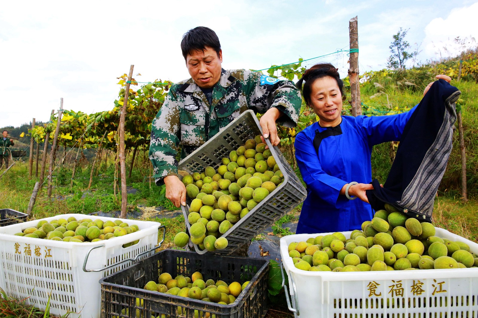 贵州榕江:罗汉果助农增收