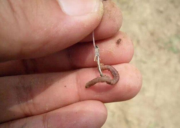 第四种,活饵,包括虫饵和青蛙,泥鳅等