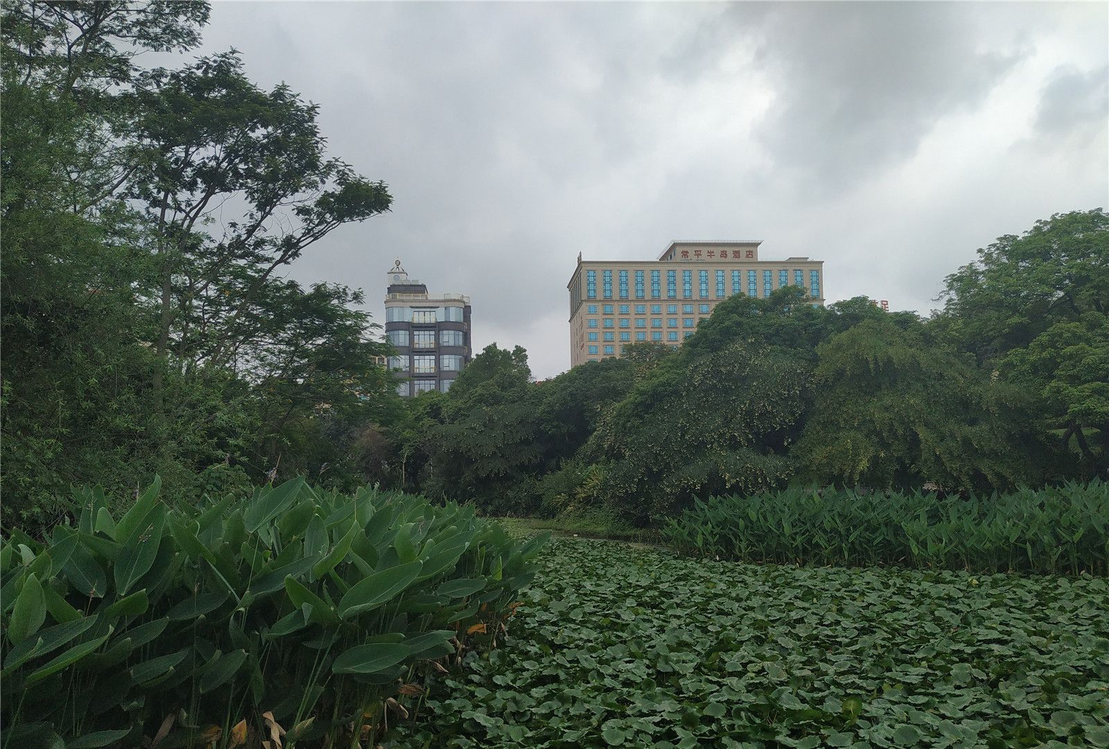 探访东莞常平公园亭台楼阁绿草如茵适合散步