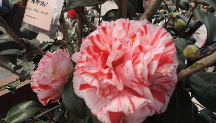 喜欢菊花,不如养盆梅布尔,花开色彩斑斓,似蝴蝶纷飞,清新优雅