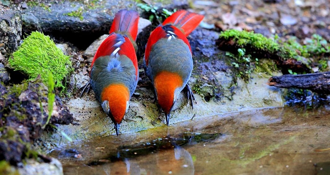 羽色鲜艳,胆小善鸣,临近濒危的红尾噪鹛