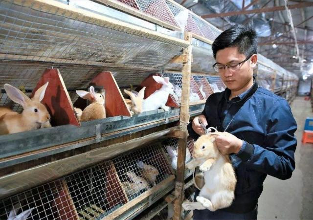 农村80后回乡创业想靠养兔子年入过百万没想到