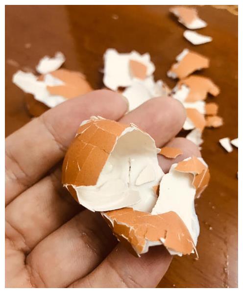 蟹爪兰真好养厨余垃圾都能当花肥不挑食埋土里就管用