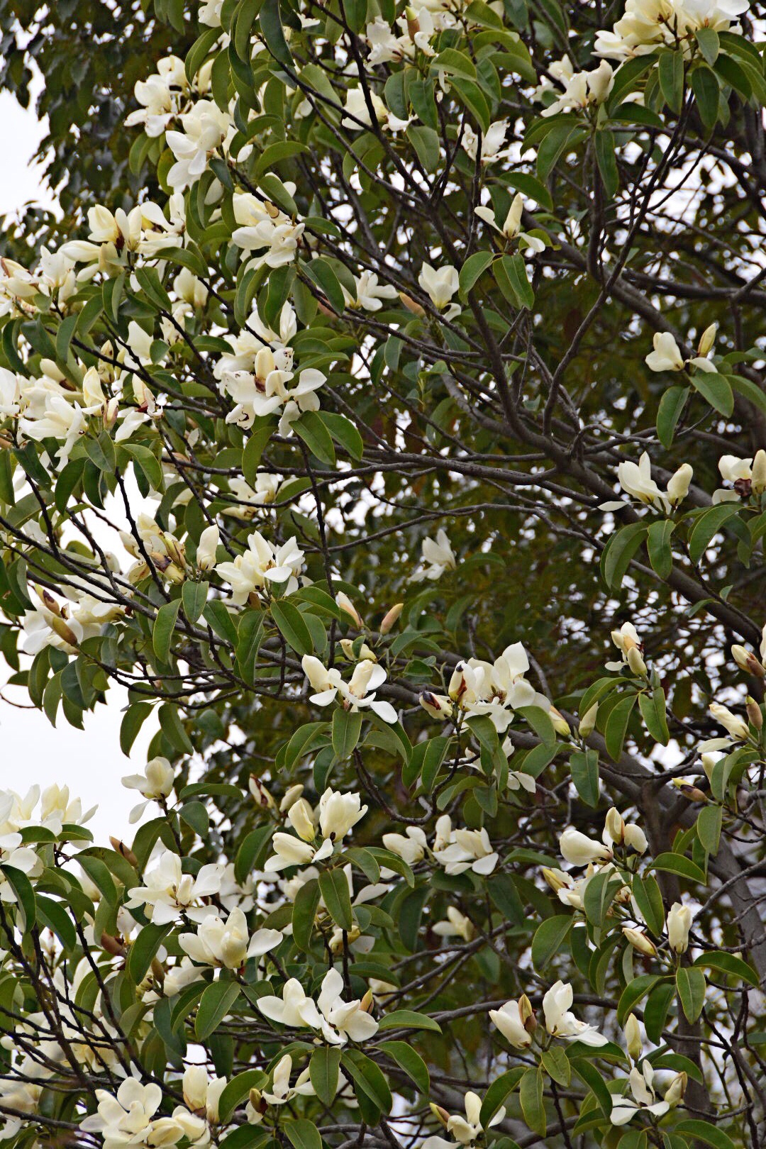 绿叶素容其香郁然春节天气暖和阔瓣含笑嫣然笑枝头