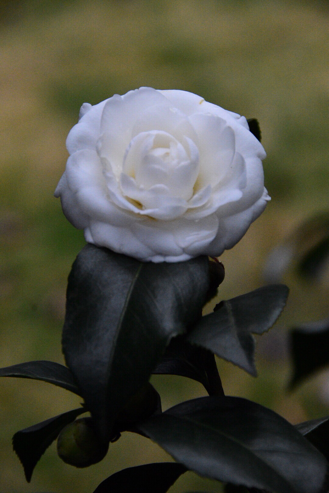 洁白如玉的天鹅湖山茶花