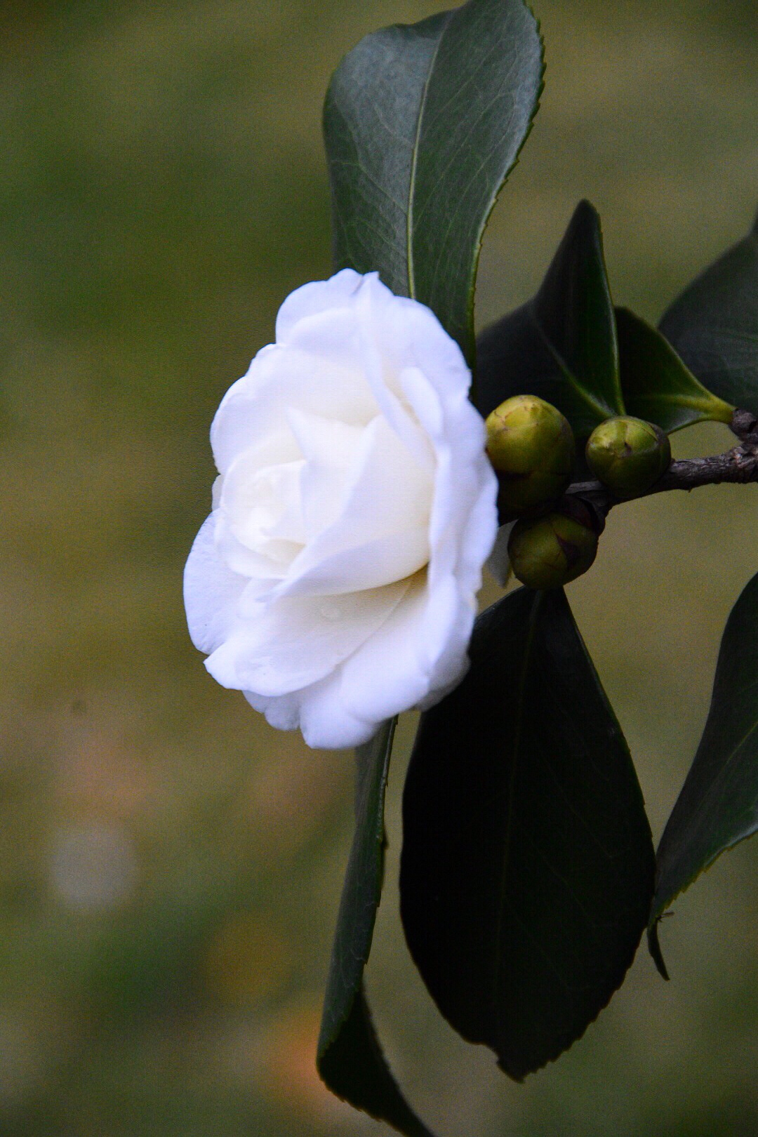 洁白如玉的天鹅湖山茶花