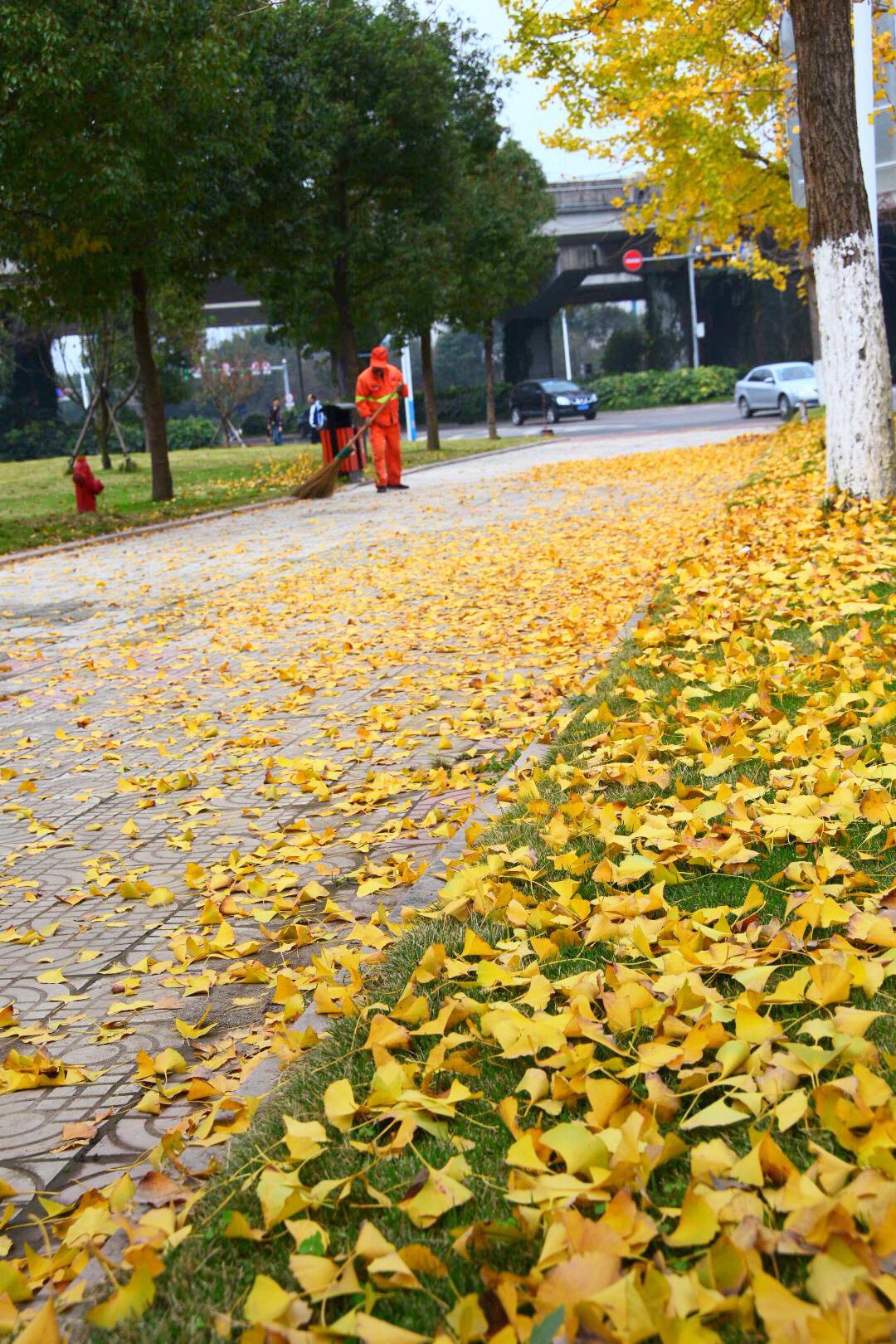 飘落的银杏叶铺满秋之路