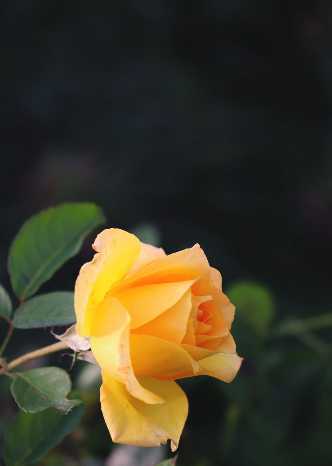 优雅姿态黄玫瑰的花语