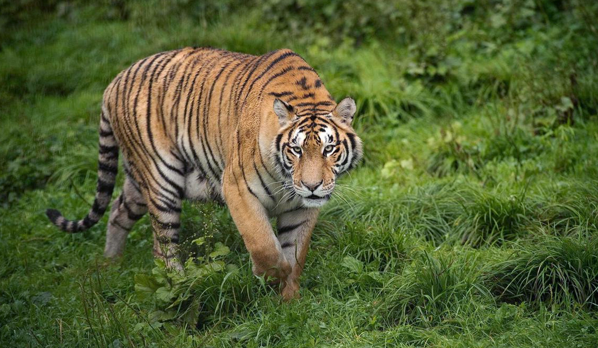 雄狮长有茂密的鬃毛,虽然霸气,但至少会比老虎多出3个缺点