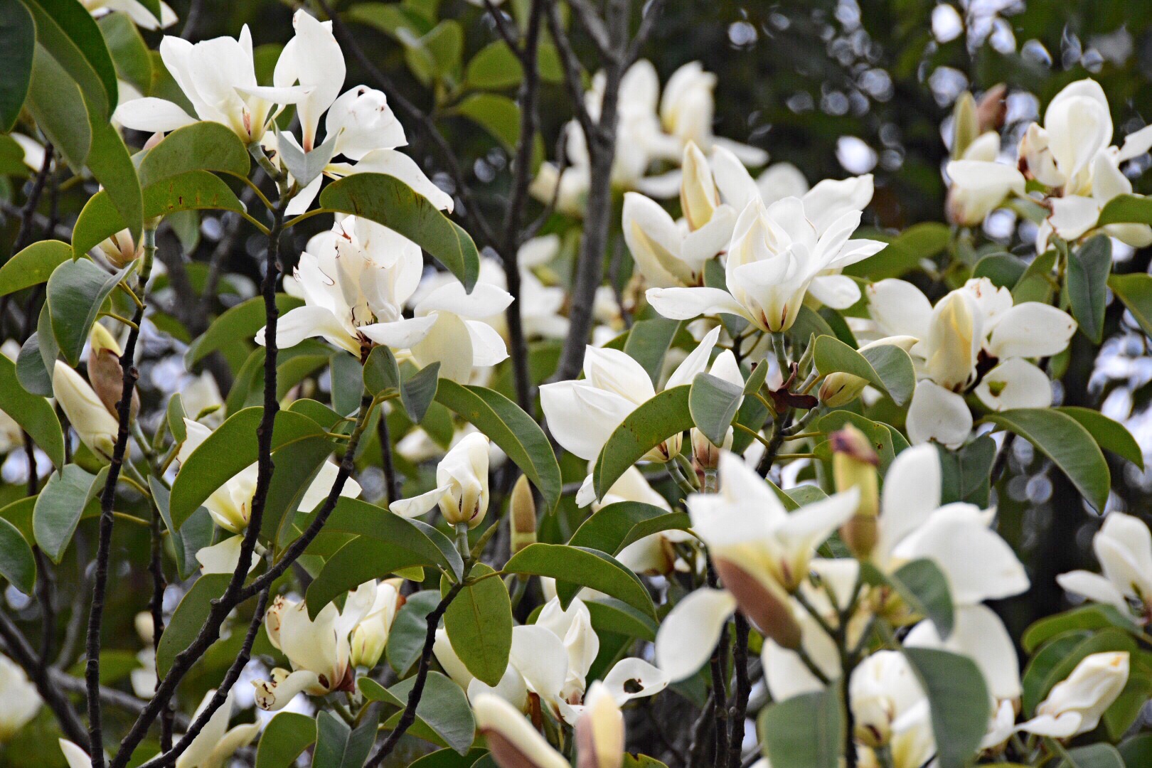 "绿叶素容,其香郁然".春节天气暖和,阔瓣含笑嫣然笑枝头