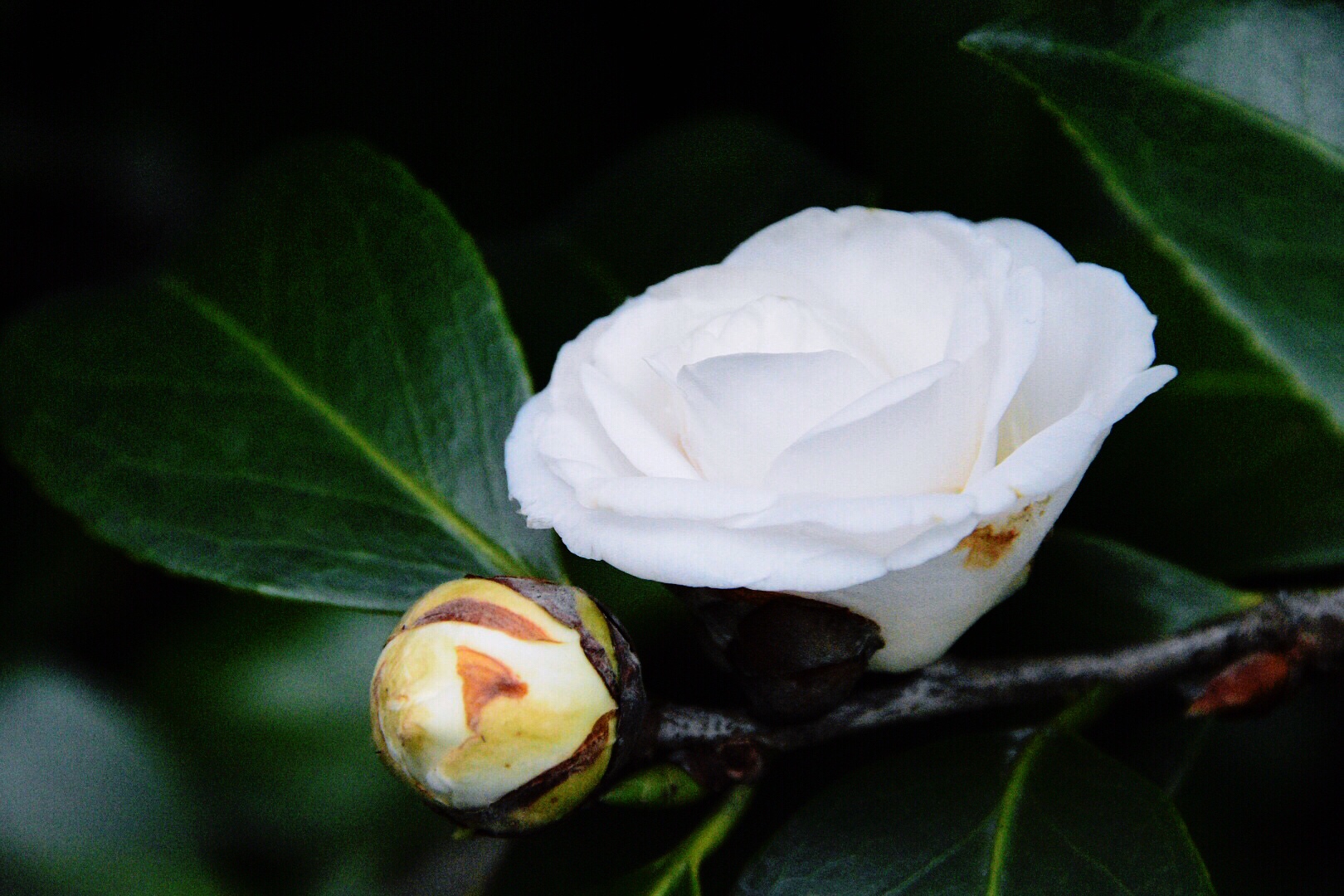 洁白如玉的天鹅湖山茶花